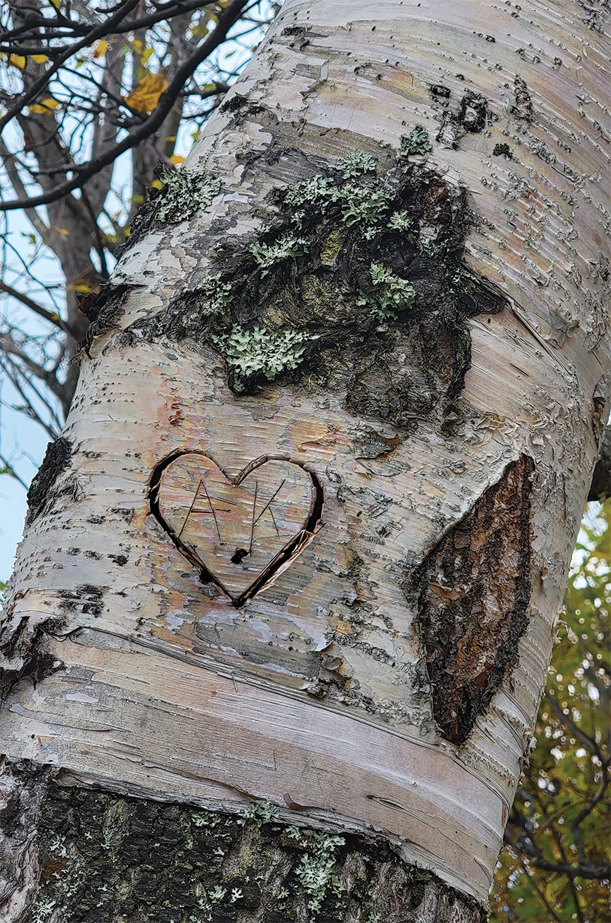 Birch Madness 2